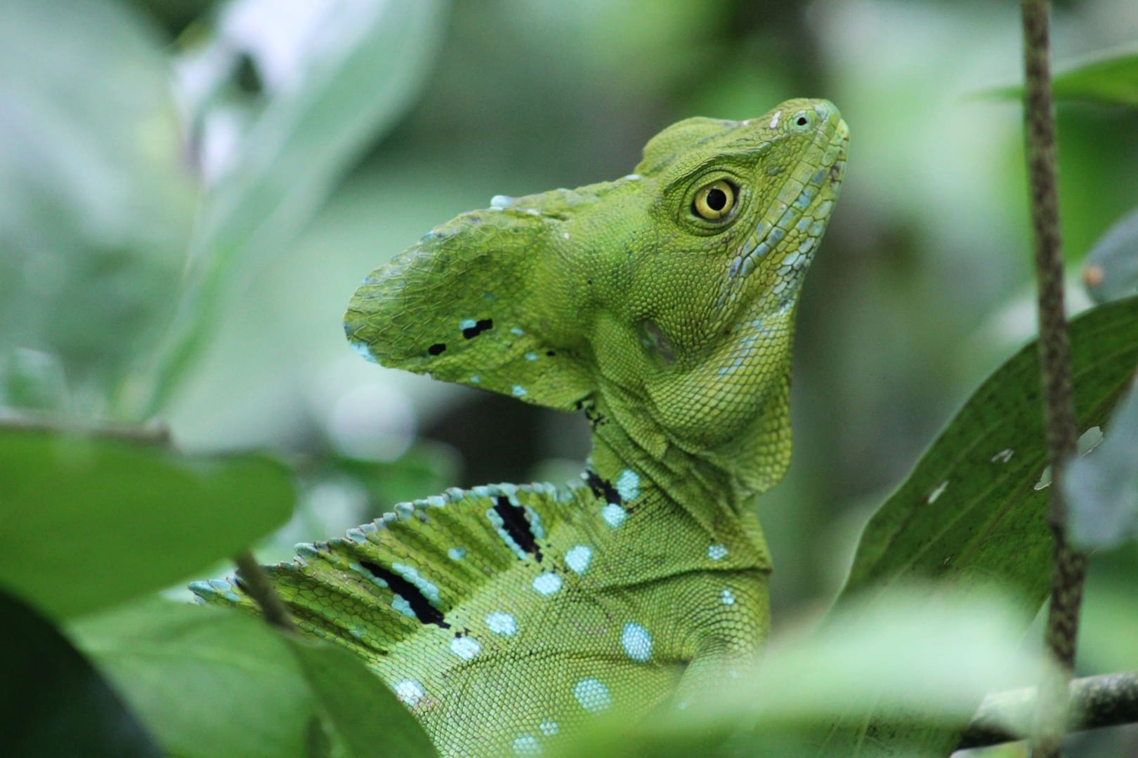 Radreise Costa Rica Aktivreise Gekko