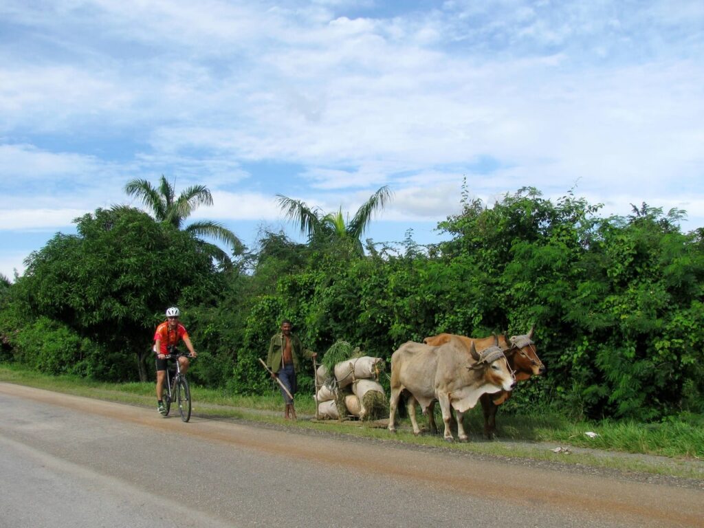 Radreise Cuba - Radfahrer und Rinder