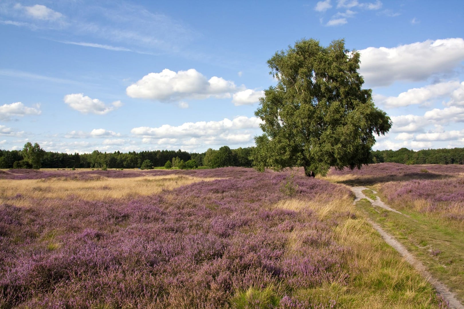 Radreise Deutschland Lüneburger Heide Baum inmitten Lüneburger Heide