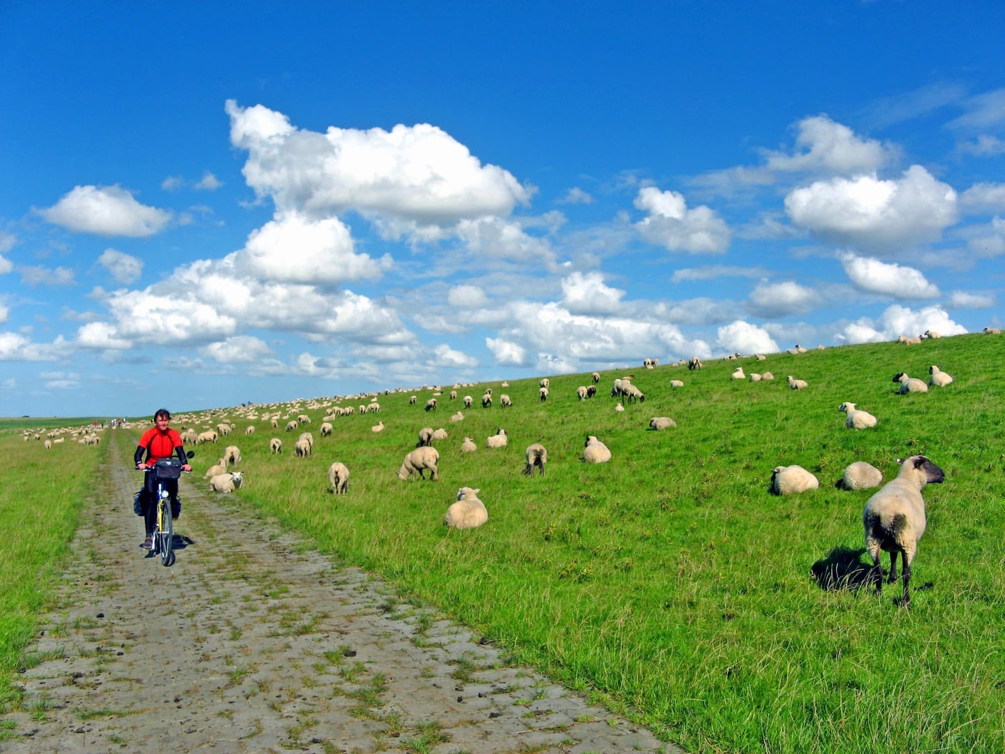 Radreise Deutschland Nordseeküste Radweg Emden Bremerhaven Cuxhaven - Radler auf Deich