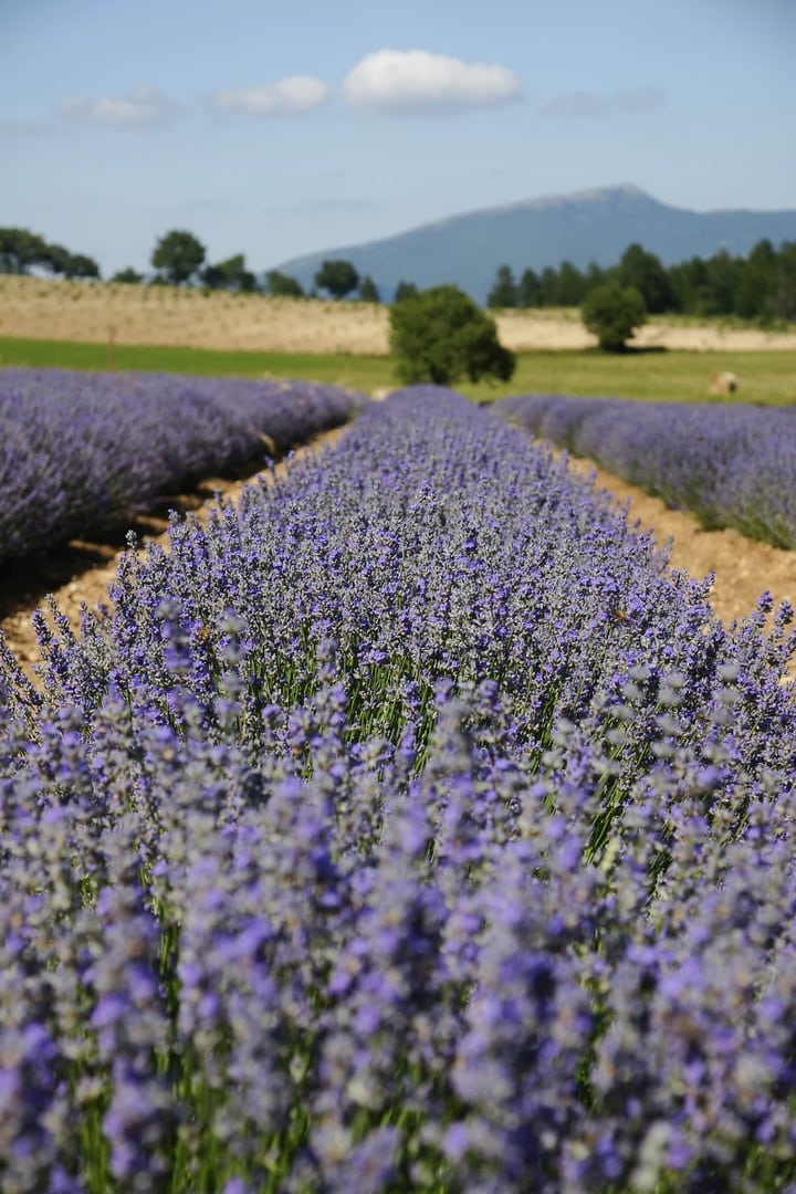 Radreise Frankreich Provence - Lavendel