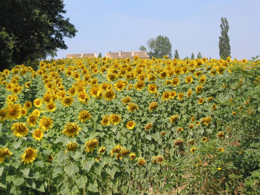 Radreise Frankreich Südburgund - Traumhafte Sonnenblumenwiese