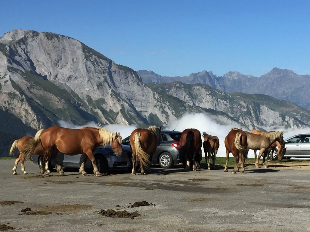 Rennradreise Frankreich und Spanien Pyrenäen, eine Herde Wildpferde auf dem Col d' Aubisque unmittelbar über der Wolkendecke mit Bergen im Hintergrund