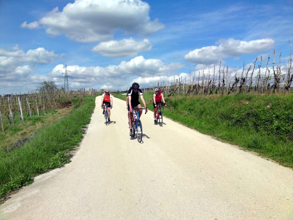 Rennradreise Kroatien Istrien, eine Rennradgruppe bei der Fahrt auf einem befestigten Feldweg durch Weingärten