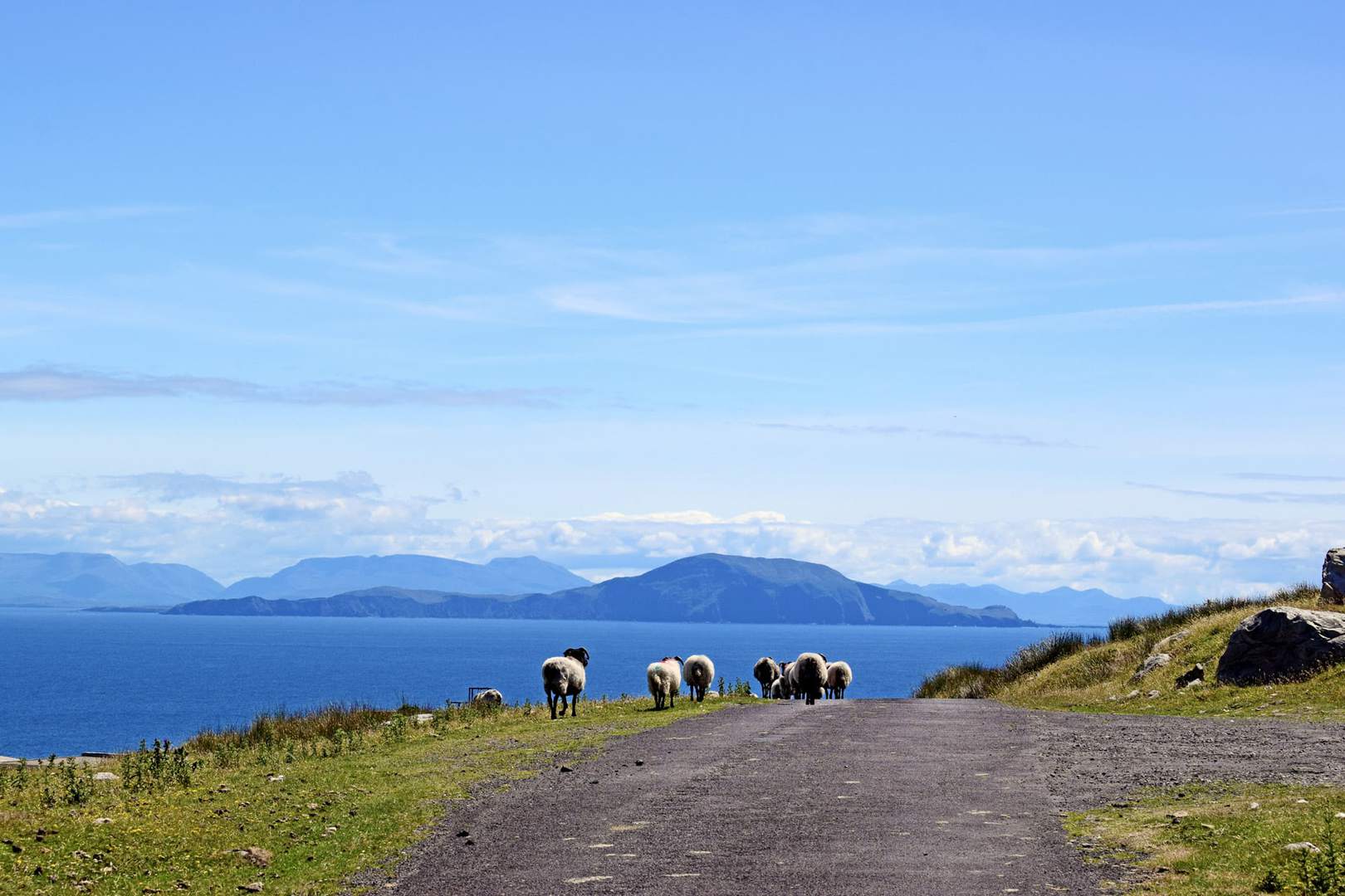 Radreise Irland - Schafherde Achill Island mit Blick aufs Meer