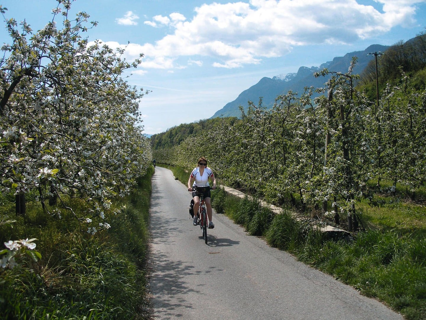 Radreise Italien Dolomiten Gardasee - Etsch Radweg und Apfelblüte