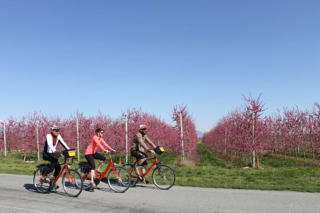 Radreise Italien Piemont Rundreise Cavour Apfelblüte