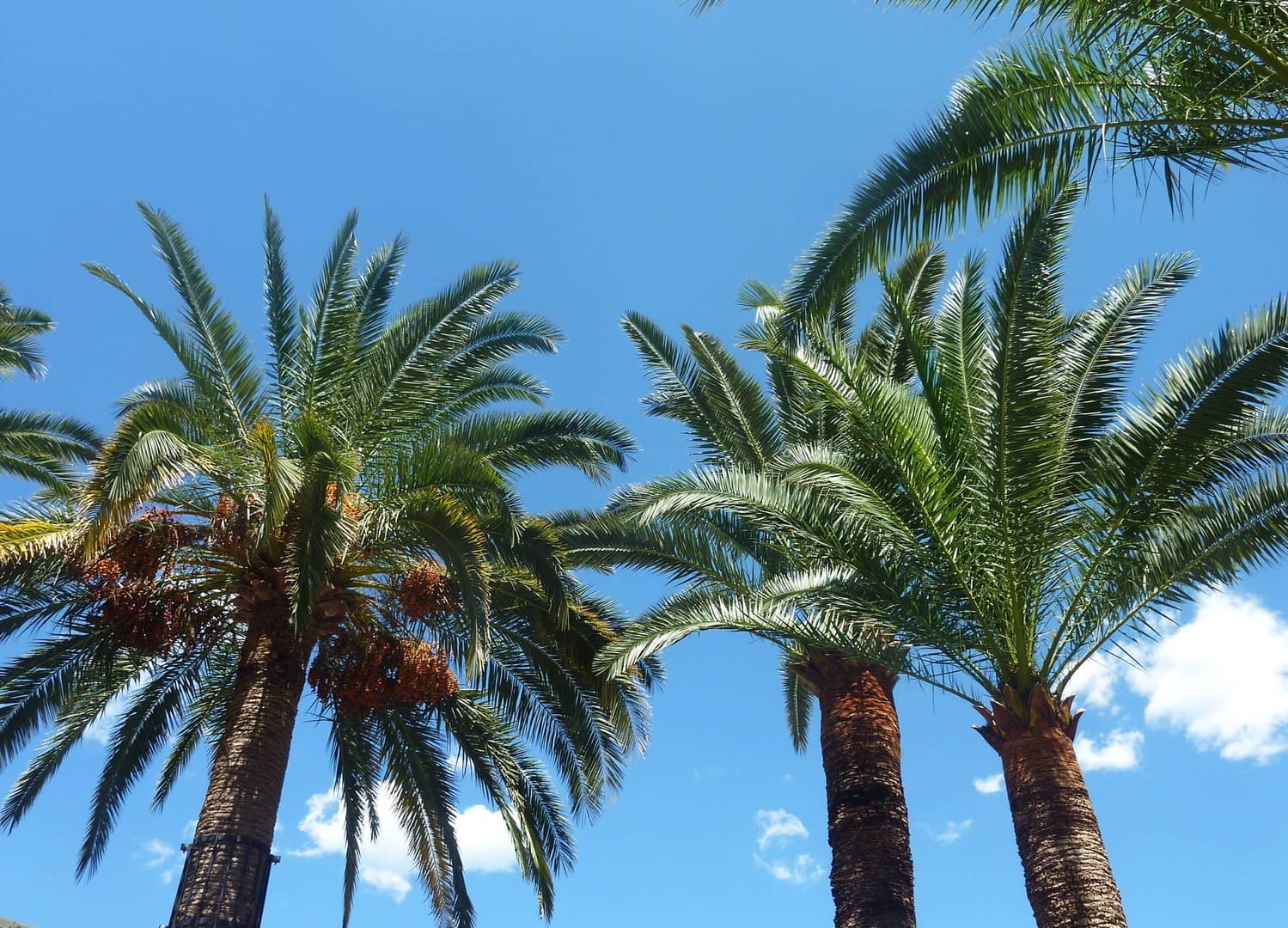 Radreise Italien Ligurien Blumenriviera, Blick von unten durch Palmenkronen in den blauen Himmel
