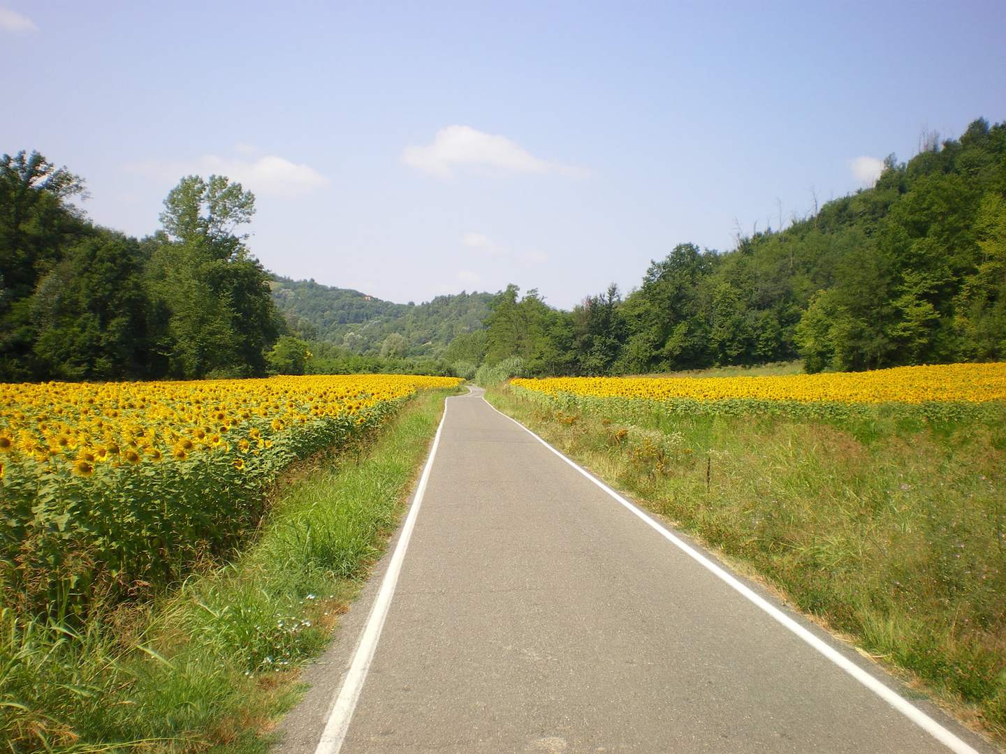 Radreise Italien Piemont Straße in Asti durch Sonnenblumenfeld