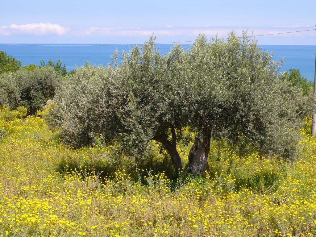 Radreise Italien Rom Sizilien, Blick über eine mit gelben Blumen durchzogene uind kleinen Bäumen bewachsene Wiese über das Mittelmeer
