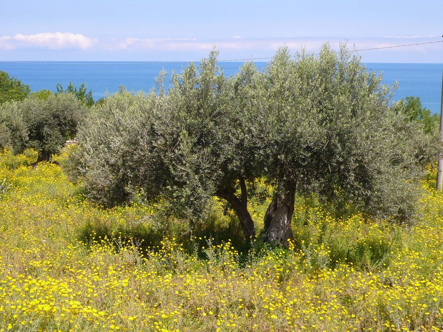 Radreise Italien Rom Sizilien, Blick über eine mit gelben Blumen durchzogene uind kleinen Bäumen bewachsene Wiese über das Mittelmeer
