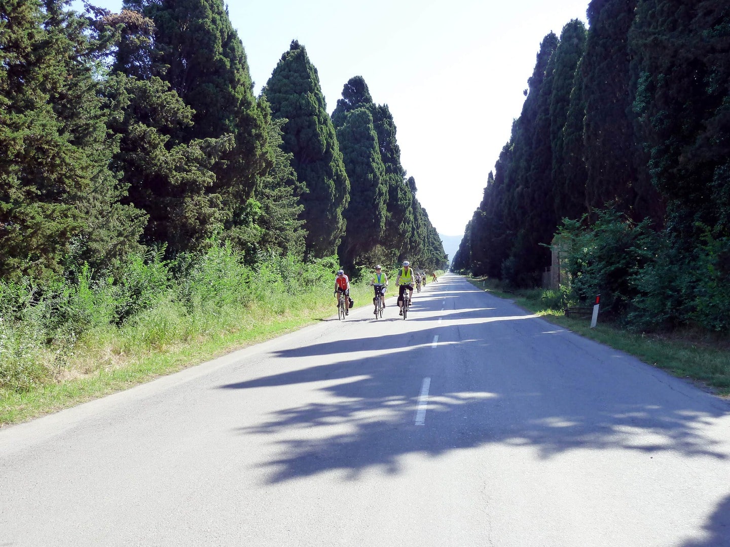 Rennradreise Italien Toskana Küste, Radgruppe auf der berühmten Zypressenallee bei Bolgheri