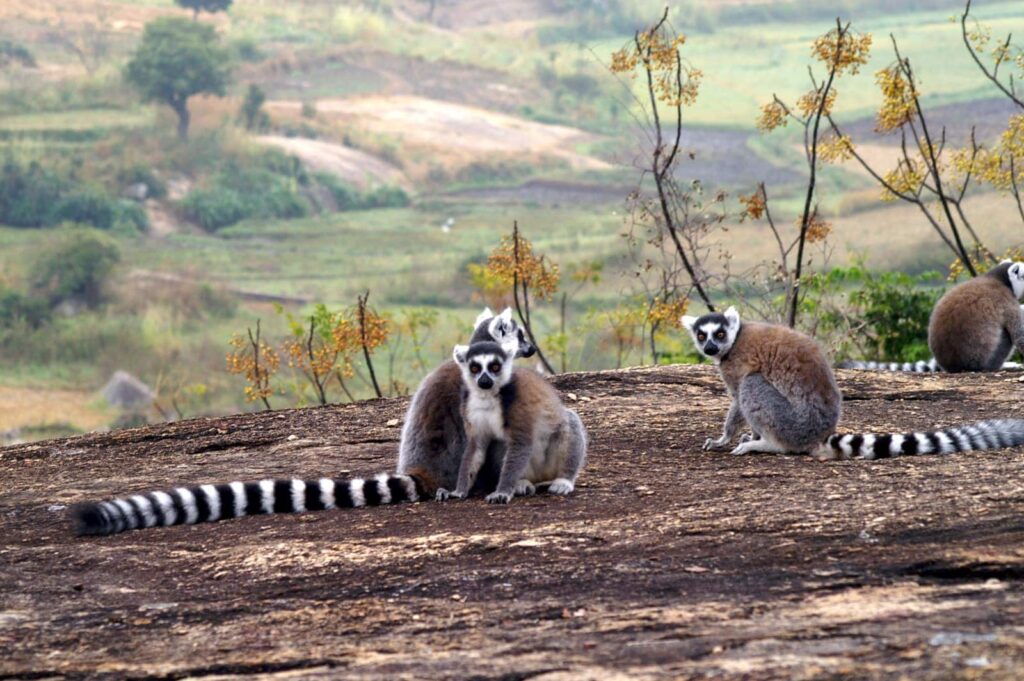 Radreise Madagaskar - Lemuren