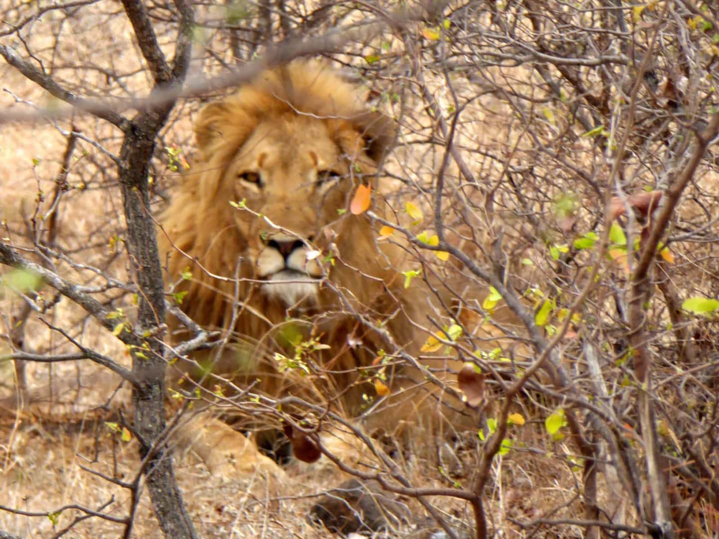 Radreise Namibia - Löwe