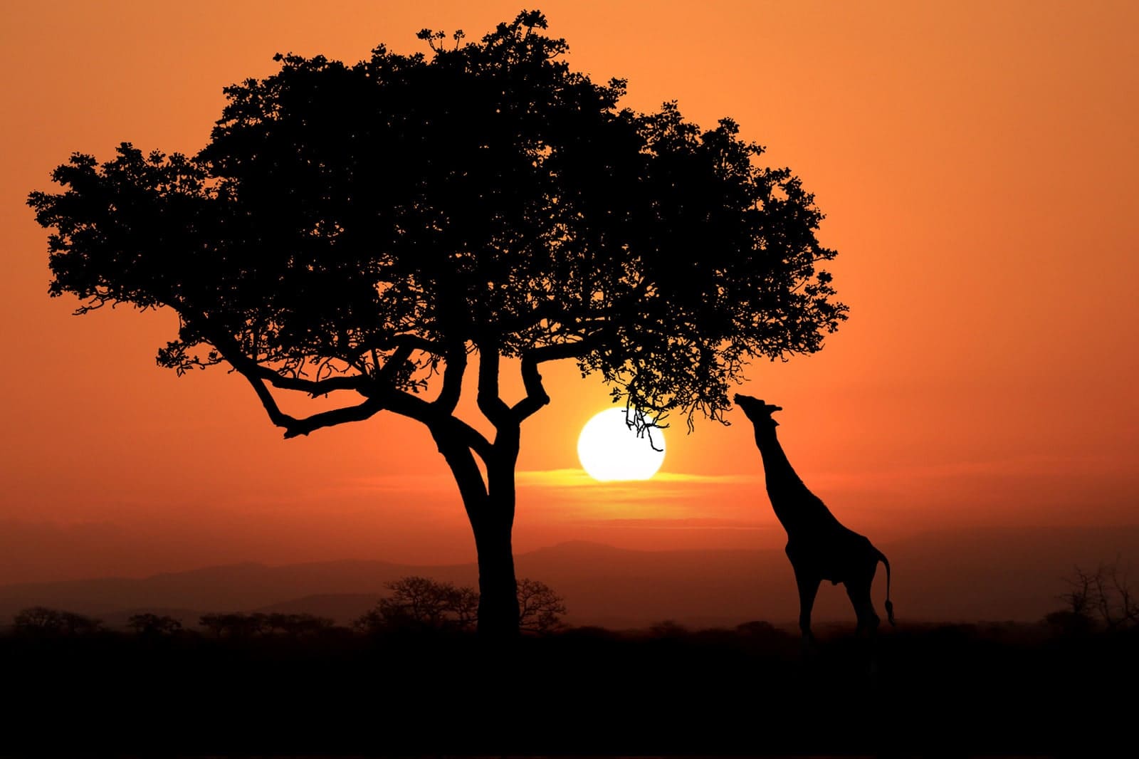 Radreise Südafrika Gardenroute - Giraffe und Sonnenuntergang