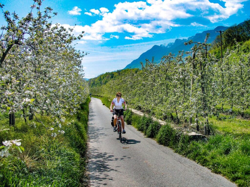 Radreise Italien Brixen Sternfahrt - Apfelblüte und Radfahrerin