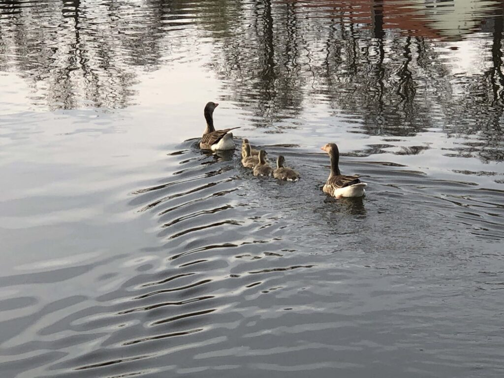 Gänse-Familie macht Ausflug trotz Covid 19