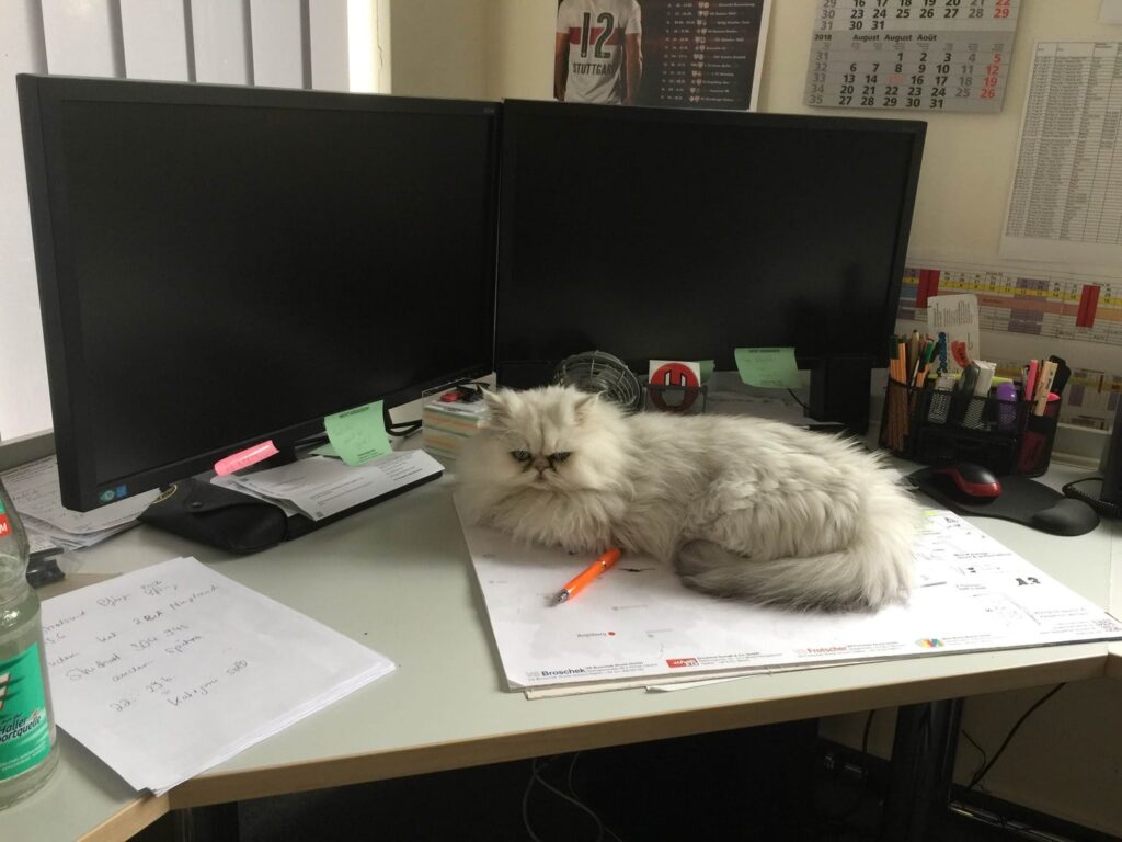 Oskar unsere Bürokatze