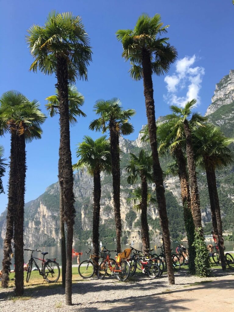 Radreise Italien - Gardasee - Fahrräder am Radweg mit Palmen