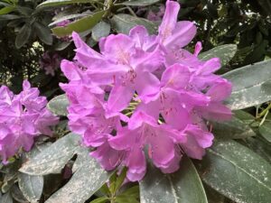 Rhododendron - Blüte in Wört
