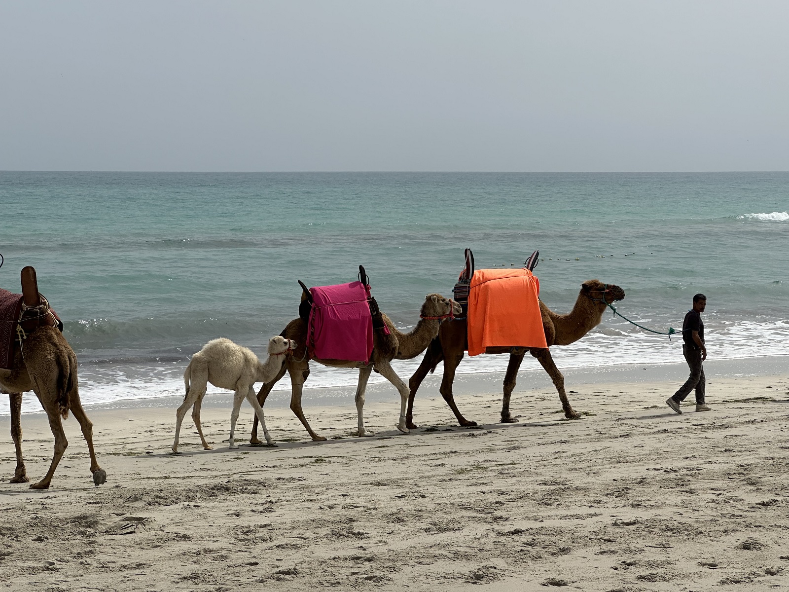 Kamele mit bunten Sätteln am Strand mit Baby